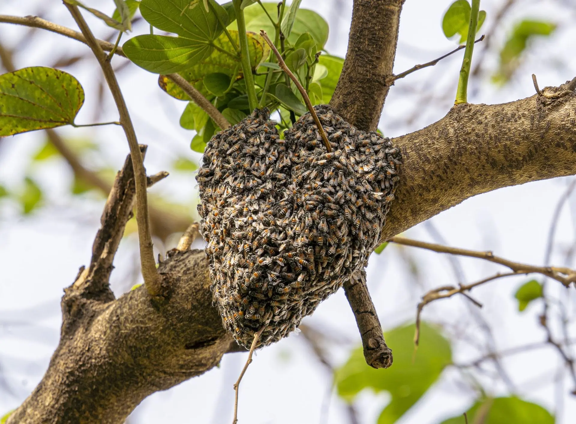 Honey bee hive hanging from a tree branch