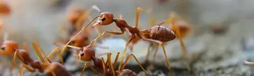 Ant control in Carrizo Springs, TX