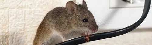 Rodent control in Carrizo Springs, TX