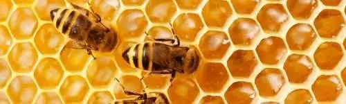 Honey bee removal in Carrizo Springs, TX