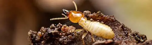 Termite control in Carrizo Springs, TX