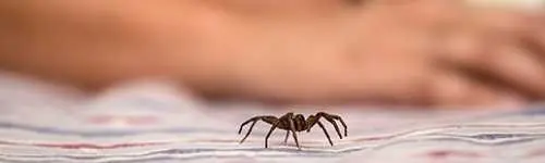Spider control in Carrizo Springs, TX