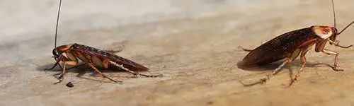 Cockroach extermination in Carrizo Springs, TX
