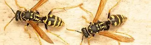 Wasp control in Carrizo Springs, TX