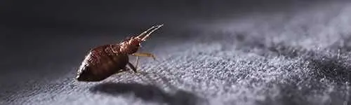 Bed bug extermination in Carrizo Springs, TX