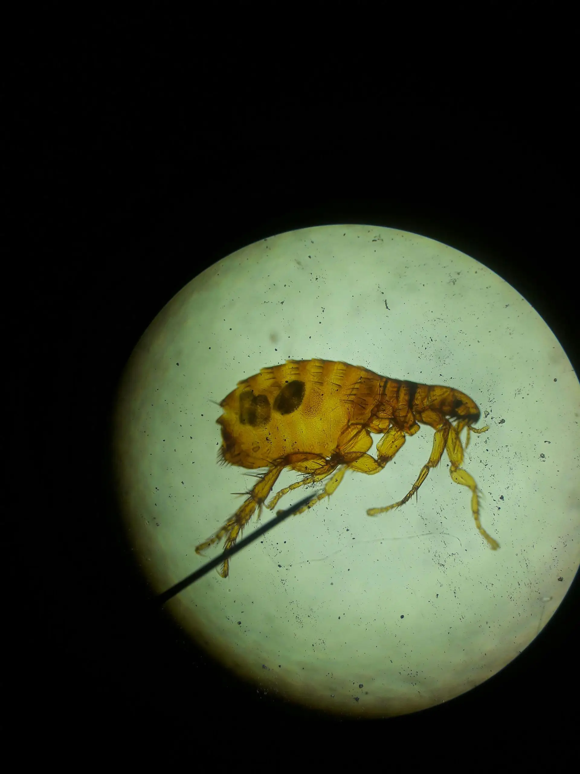 Flea magnified under a microscope