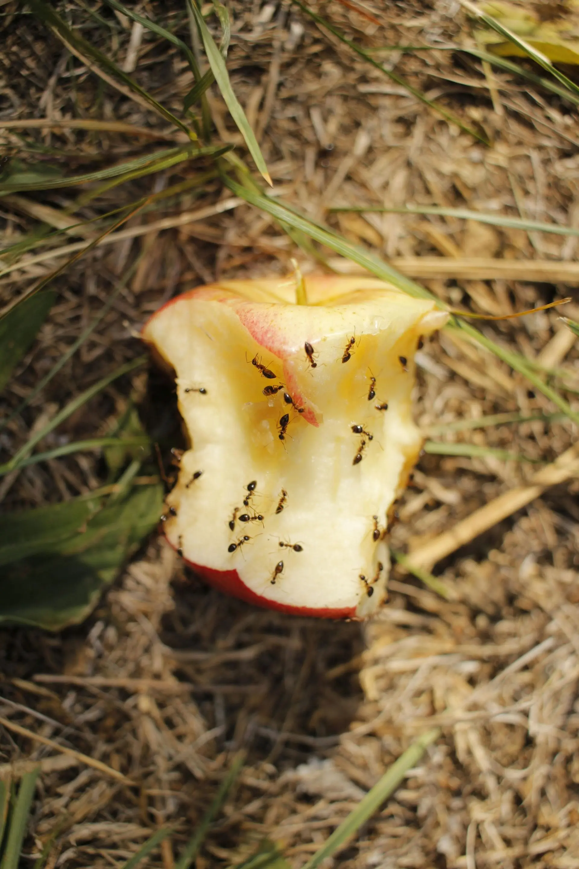 Ants swarming a discarded apple core