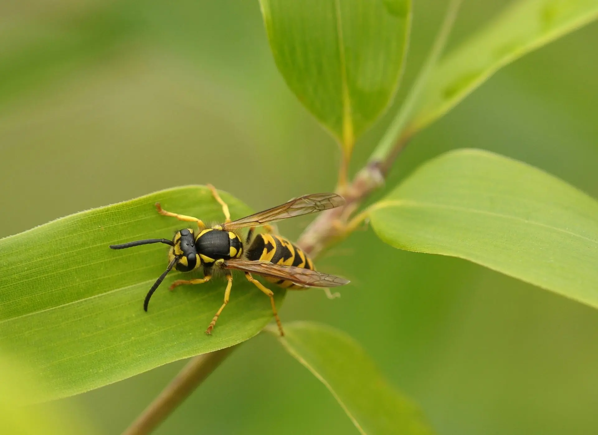 A wasp is sitting on a green leaf.